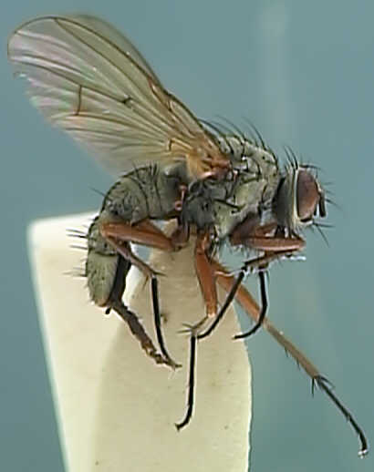 Helina depuncta